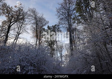 Blick von unten in die mit Heiserfrost bedeckten weißen Baumwipfel vor einem blauen bewölkten Himmel Stockfoto