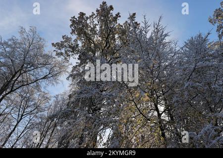 Wunderschöne Aussicht auf winterliche Baumwipfel vor einem blauen, wolkigen Himmel Stockfoto