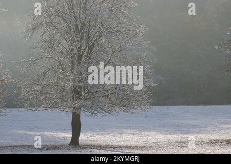 Winterszene, mit Heiserfrost bedeckter Baum auf einer frostigen weißen Wiese mit dunklem, trüben Hintergrund, Kopierraum Stockfoto