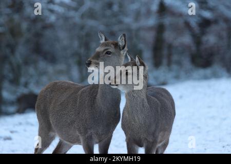 Foto von zwei süßen Rotwild, die in einem winterlichen Wildpark in die gleiche Richtung stehen Stockfoto