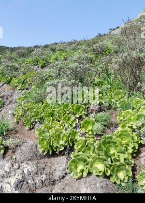 Kanarische Insel flacher riesiger Stubenschnecke (Aeonium canariense) Klumpen, eine Teneriffa endemische, wächst auf einem trockenen Berghang, Anaga Rural Park, Teneriffa, Nov. Stockfoto