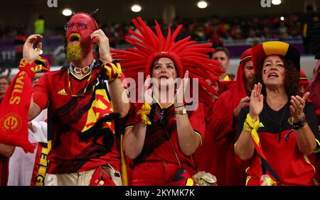 Al-Rayyan, Katar. 1.. Dezember 2022. Belgische Fans vor dem Spiel der FIFA-Weltmeisterschaft 2022 im Ahmad bin Ali Stadium, Al Rayyan. Der Bildausdruck sollte lauten: David Klein/Sportimage Credit: Sportimage/Alamy Live News Credit: Sportimage/Alamy Live News Credit: Sportimage/Alamy Live News Stockfoto