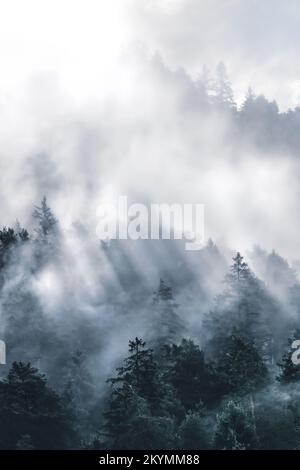 Ein dunkler Wald in den Bergen, bedeckt mit viel Nebel und Strahlen, die die Sonne durchdringt Stockfoto