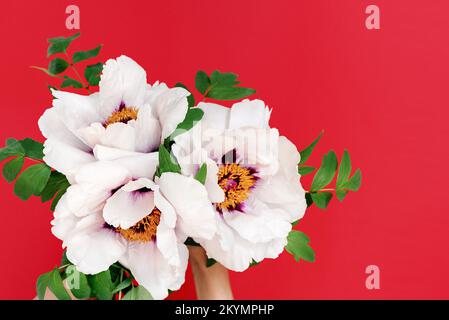 Weicher Fokus Nahaufnahme eines Straußes wunderschöner weißer Pfingstrosen in weiblichen Händen auf rotem Hintergrund. Draufsicht. Fest und Tag der Blumen. Speicherplatz kopieren. Stockfoto