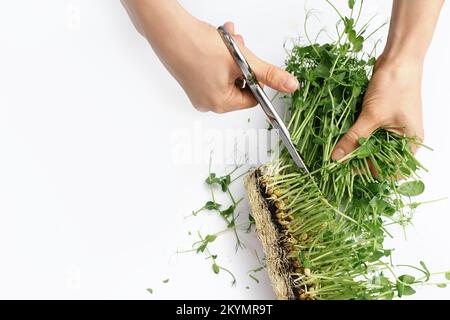 Weibliche Hände schneiden Sprossen von grünen mikrogrünen Erbsen aus Samen und Wurzeln mit einer Metallschere auf weißem Hintergrund. Das Konzept der veganen und gesunden Ernährung. Keimung von Samen zu Hause. Bereich Kopieren. Stockfoto