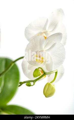 Ein Zweig einer wunderschönen weißen Orchidee mit Knospen und blühenden Blumen auf weißem Hintergrund, isoliert. Die grünen Blätter der Pflanze sind im verschwommen Stockfoto