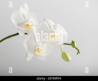 Blumen einer schönen weißen Orchidee auf weißem Hintergrund, isoliert. Ein Zweig einer weißen Orchidee mit blühenden Blumen und grünen Knospen. Phalaenopsis Stockfoto