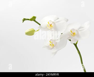 Blumen einer schönen weißen Orchidee auf weißem Hintergrund, isoliert. Ein Zweig einer weißen Orchidee mit blühenden Blumen und grünen Knospen. Phalaenopsis Stockfoto