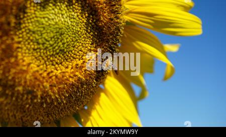 Eine Biene auf einer gelben Sonnenblume, Nahaufnahme. Stockfoto