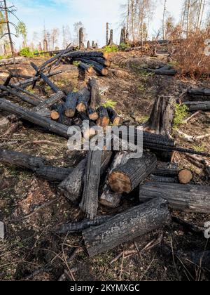 Verbrannter Wald nach einem riesigen Feuer und Rindenkäfer-Unglück. Feuerwehrleute Fällen Bäume, um den Brand effektiver zu bekämpfen. Große Hoffnungslosigkeit. Stockfoto