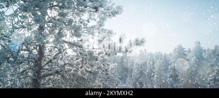 Bezaubernde Winterlandschaft im Schnee mit Kiefern. Stockfoto