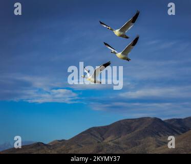 Drei Gänse fliegen in Formation in Sunshine Stockfoto