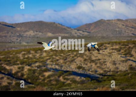Gänse fliegen in Formation mit Berghintergrund Stockfoto