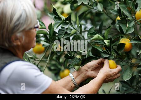 Seniorin pflückt Orangen in ihrem Garten im goldenen Licht eines sonnigen Sommernachmittags, aktives und gesundes Pensionierungskonzept Stockfoto