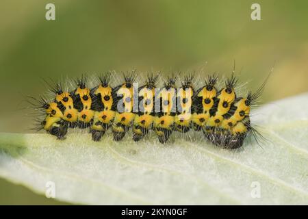 Natürliche Nahaufnahme auf einer Raupe der kleinen Kaisermotte, Saturnia pawonia auf einer Willow, Salixblatt Stockfoto