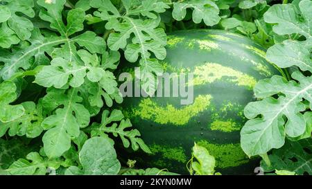 Die Wassermelone liegt in der Nähe des Laubs. Anbau von Wassermelonen in Heimgärten. Wassermelonenanbau in Gewächshäusern in Ländern mit kaltem Klima. Stockfoto