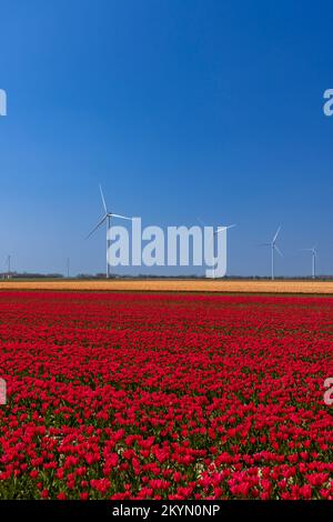 Windturbinen mit Tulpenfeld, Nordholland, Niederlande Stockfoto