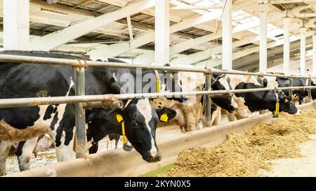 Die Haltung von Holsteinkühen in der Scheune. Kühe stehen in einem Stall und fressen Futter auf einem Viehzuchtbetrieb. Verwendung von Trockenfutter, Silage zur Verfütterung von Lebendfutter Stockfoto