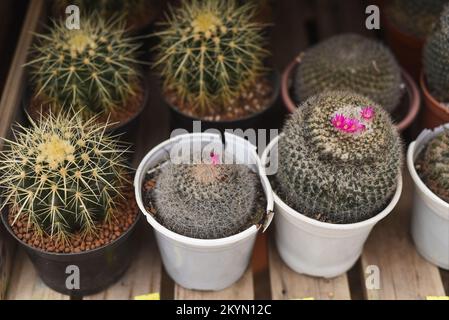 Mammillaria gracilis mit Blüten aus nächster Nähe Stockfoto