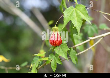 Abutilon pictum oder Abutilon striatum redvene Blume wächst in Da Lat in Vietnam abutilon, rote Vene indische Malbe, rote Vene blühender Ahorn, chinesisch-la Stockfoto