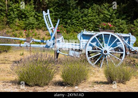 Blauer Holzwagen mit Lavendel Stockfoto