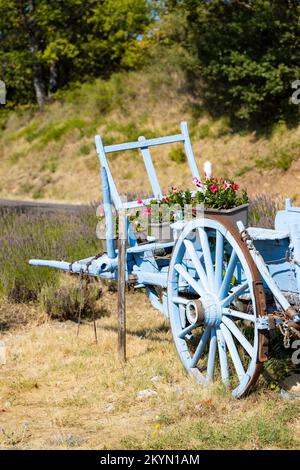 Blauer Holzwagen mit Lavendel Stockfoto