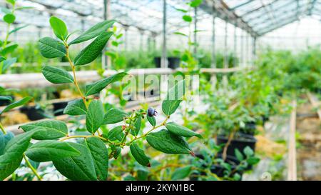 Der Anbau von Blaubeeren in landwirtschaftlichen Gewächshäusern. Heidelbeersträucher befinden sich in Behältern, die an die Tropfbewässerung in beheizten Gewächshäusern angeschlossen sind. Stockfoto