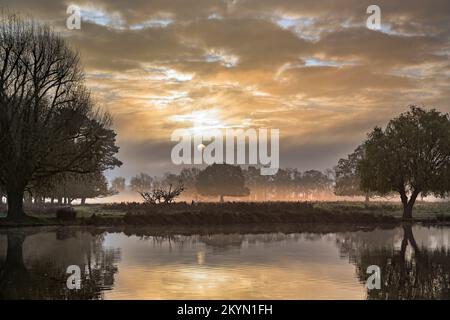 Goldener Sonnenaufgang im Buschpark am ersten Dezembertag Stockfoto