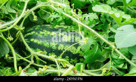 Wie Wassermelone wächst. Eine große Wassermelone wächst in ihrer natürlichen Umgebung in üppigem Laub. Ganzjähriger Anbau von Wassermelonen in Gewächshäusern in agricu Stockfoto