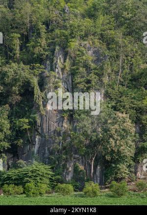 Üppige tropische Landschaft mit Kalksteinfelsen unter Bäumen im wunderschönen Bergtal von Chiang Dao, Chiang Mai, Thailan Stockfoto