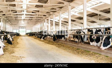 Überdachte Scheune mit Nahaufnahme des Viehs. Holsteig-Kühe fressen Silage und Nahrungsergänzungsmittel in einem großen Stall auf einem Viehzuchtbetrieb. Aufzucht von Kühen auf einem Tagebuchbetrieb. Stockfoto