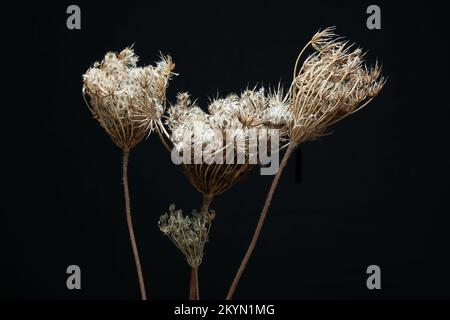 Getrocknete Pflanze (Daucus Carota) Stockfoto