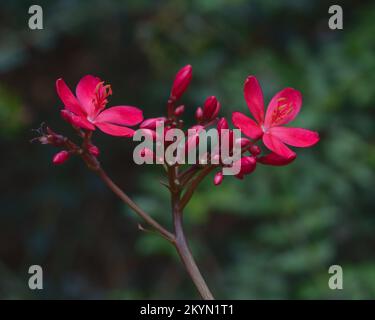 Nahaufnahme von leuchtend roten Blüten und Knospen von Jatropha integerrima alias peregrina oder würziger Jatropha isoliert im Freien auf dunklem natürlichen Hintergrund Stockfoto