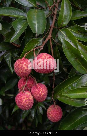 Nahaufnahme von köstlichen reifen und saftigen Lychee-Früchten auf dem Baum, bereit für die Ernte in Thailand Stockfoto