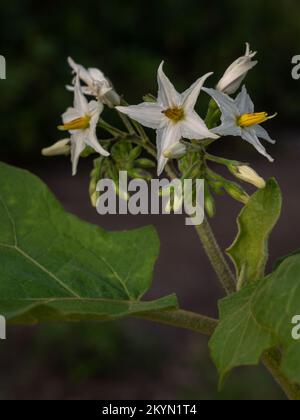 Blick aus der Nähe auf weiße und gelbe Blüten und Knospen von solanum torvum, auch bekannt als Erbse, Aubergine oder truthahnbeere im Freien auf dunklem natürlichen Hintergrund Stockfoto