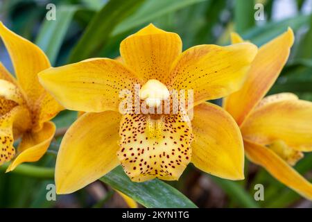 Nahaufnahme der farbenfrohen gelb-orange-braunen Blume des Cymbidium-Hybrids, auch bekannt als Bootsorchidee, die im Garten im Freien blüht Stockfoto