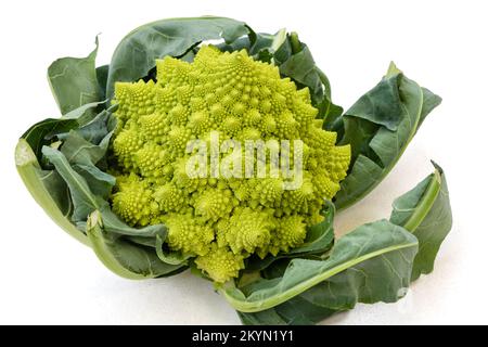 Nahaufnahme von romanesco Broccoli, auch bekannt als römischer Blumenkohl oder broccolo romanesco, isoliert auf weißem Hintergrund Stockfoto