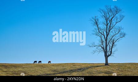 Drei Vollblüterpferde grasen auf einem Hügel gegen den blauen Himmel. Stockfoto