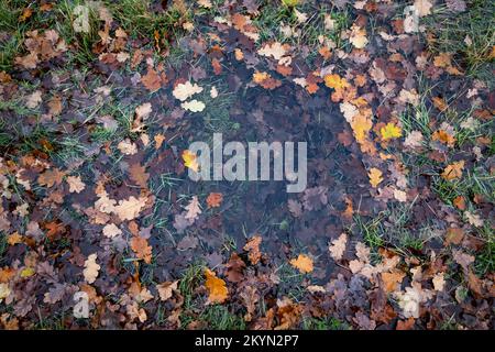 Gefallene Eichenblätter in einer Pfütze Regenwasser, Worcestershire, England. Stockfoto