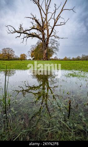 Reflexionen eines alten Baumes in einer Pfütze nach heftigem Regen, Worcestershire, England. Stockfoto