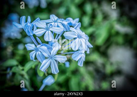 Eine Makroaufnahme der blauen Plumbago auriculata-Blüten Stockfoto