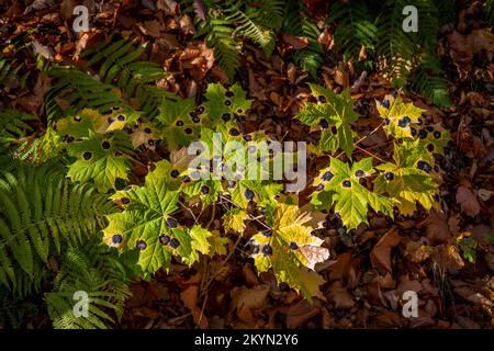 Ahornpilz, der schwarze Flecken auf Ahornblättern verursacht. Foto im Naturpark Diemelsee, Deutschland Stockfoto