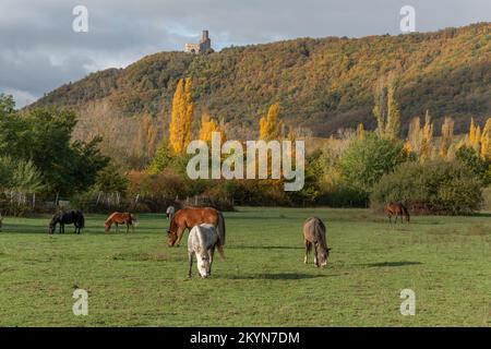 Pferde grasen im Herbst leise auf einer Koppel. Elsass, Frankreich. Stockfoto