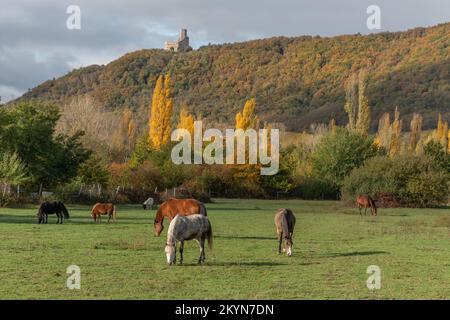 Pferde grasen im Herbst leise auf einer Koppel. Elsass, Frankreich. Stockfoto