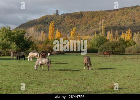 Pferde grasen im Herbst leise auf einer Koppel. Elsass, Frankreich. Stockfoto