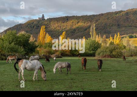 Pferde grasen im Herbst leise auf einer Koppel. Elsass, Frankreich. Stockfoto