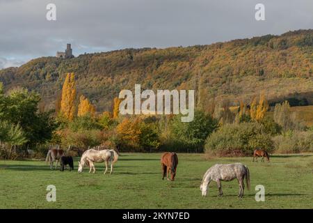 Pferde grasen im Herbst leise auf einer Koppel. Elsass, Frankreich. Stockfoto