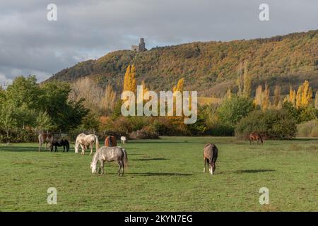 Pferde grasen im Herbst leise auf einer Koppel. Elsass, Frankreich. Stockfoto