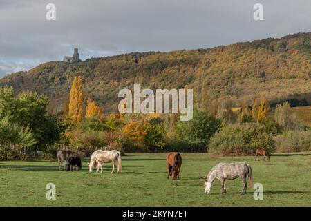 Pferde grasen im Herbst leise auf einer Koppel. Elsass, Frankreich. Stockfoto