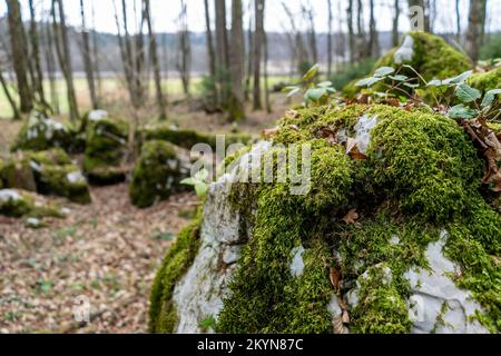 Karstlandschaft im Winter im slowenischen Wald Stockfoto
